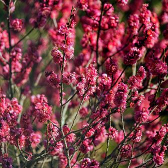 一部すごく咲いてる