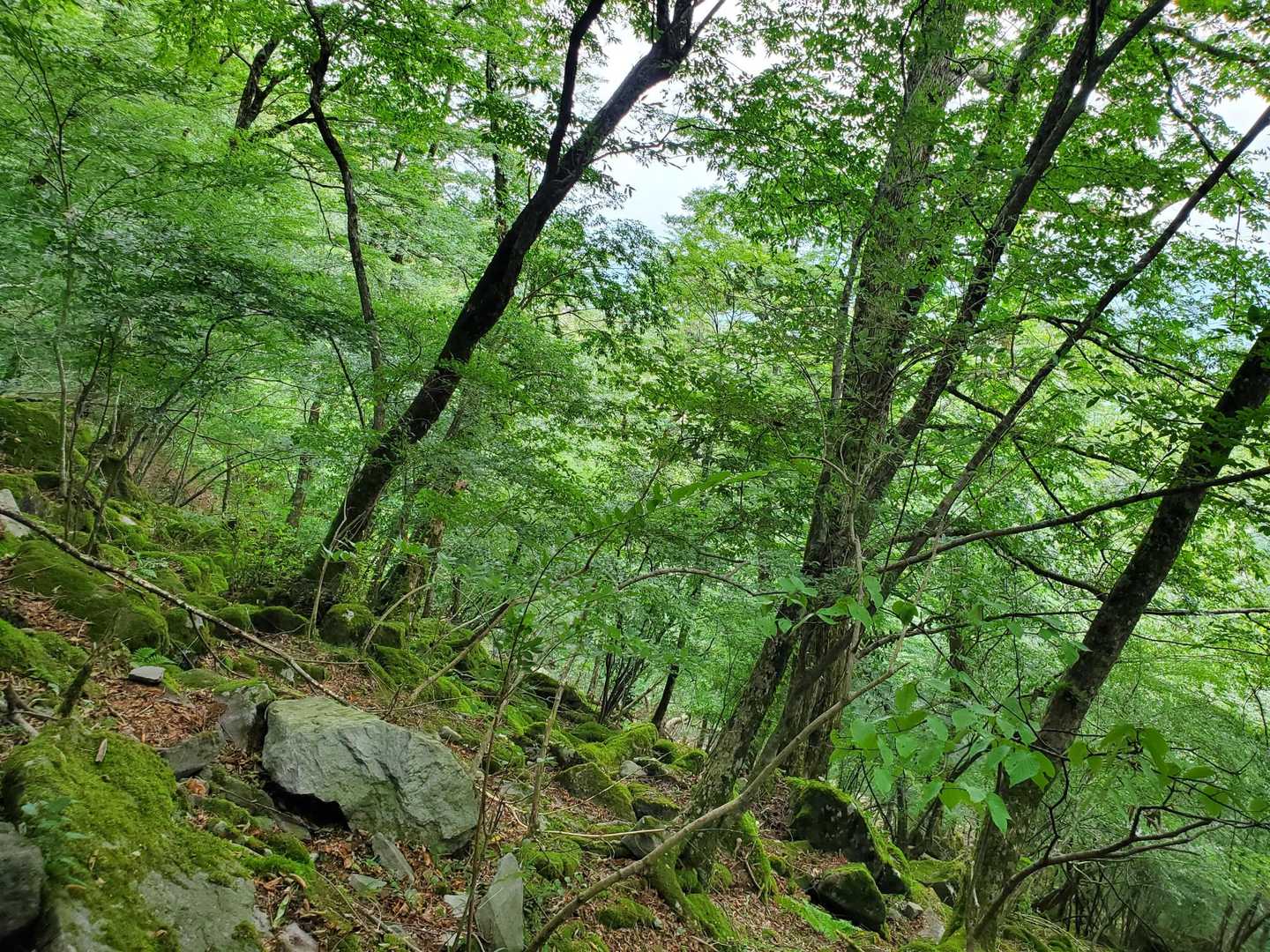 ちょうど振り返って此の写真を撮った時、法螺貝の音が響き渡ってた。
修験の山、改めて思う。
よし！