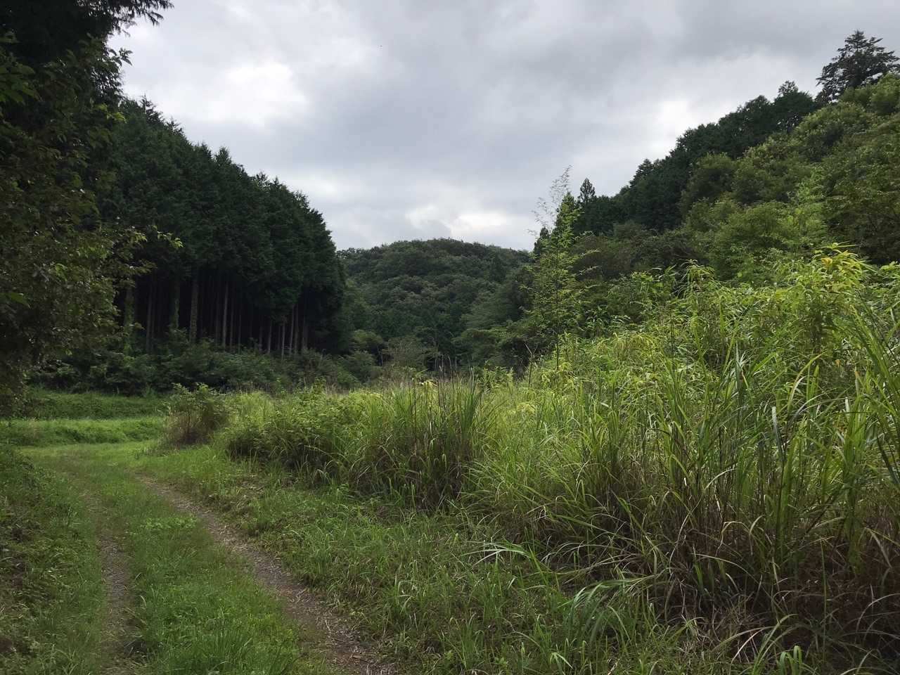 沢の手前は草が茂ってて、🐻と鉢合わせたら嫌だなぁ。