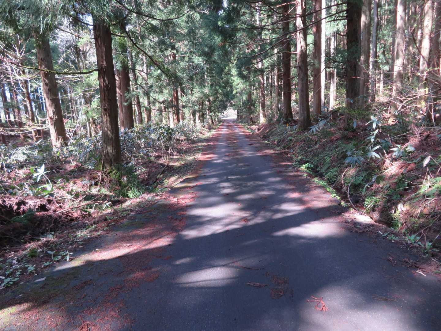 また車道をＰに向けテクテク