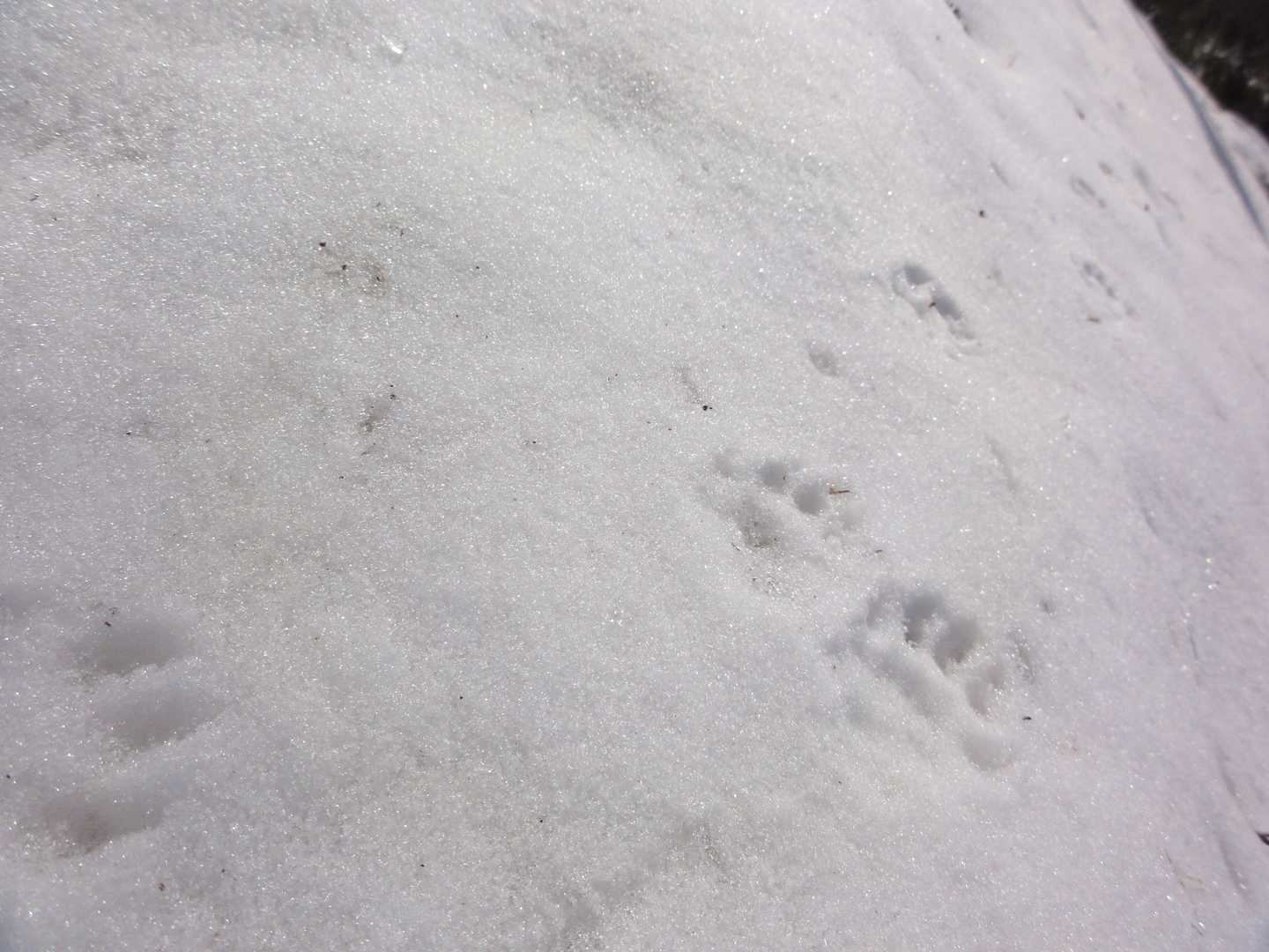 たぬきのぽんさんかな？