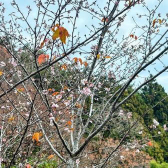 青空にジュウガツザクラ　綺麗だね🌸