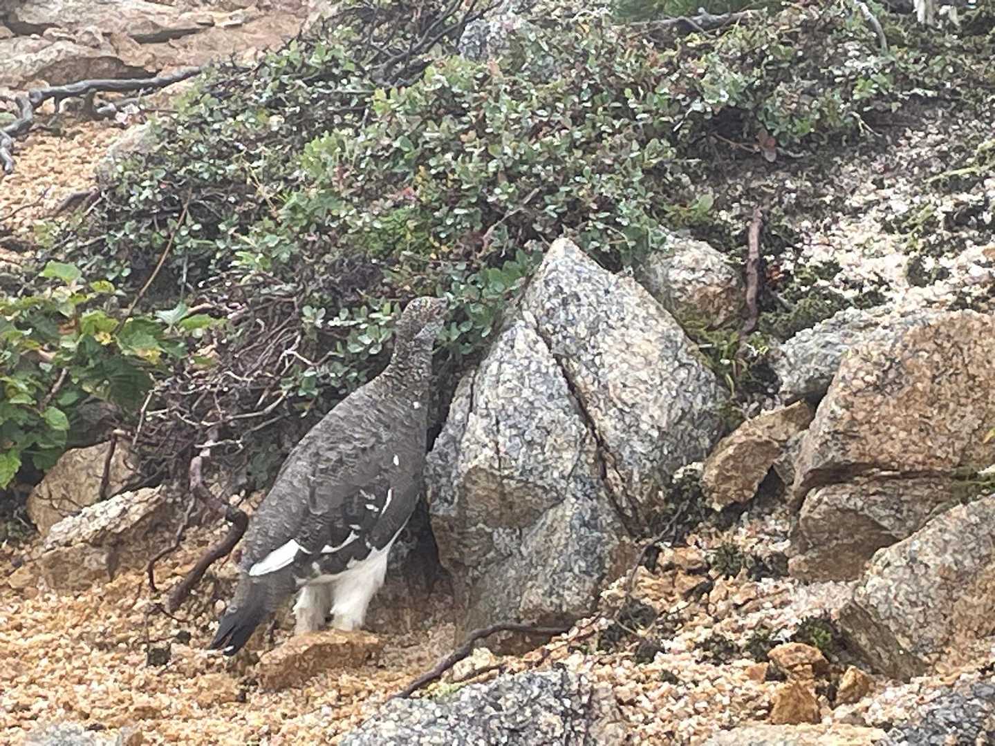 燕岳登山口-合戦沢の頭-大下りノ頭 縦走コースの写真