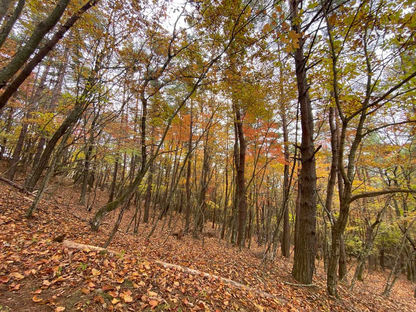この辺りまだ少しの紅葉が楽しめた👀
おつかれ山でした┏●