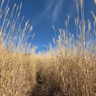 展望台手前のススキ道
モヤッとしてる?
黄砂なければ今日の青空💙ᵎ最高やったのに😥