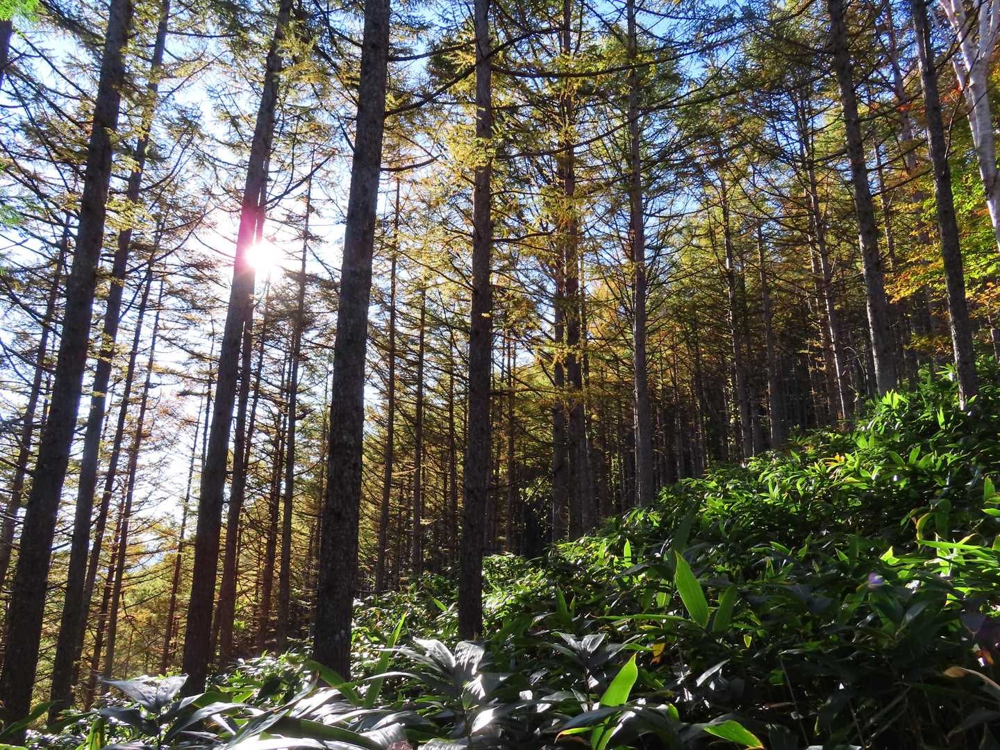 笹の登山道ですが、カラマツ林も綺麗です✨