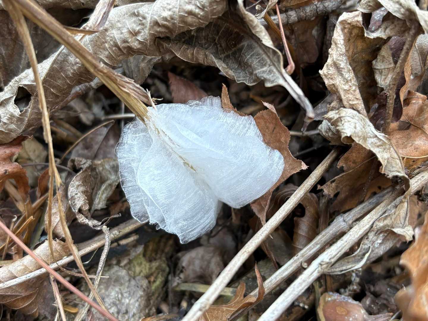 他の登山者の方に教えていただいたシモバシラ。