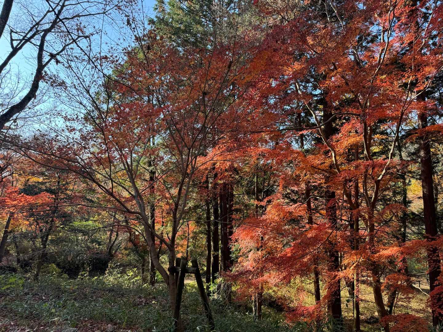 与謝野晶子「比企の渓」歌碑-大平山-大平山登山口 周回コースの写真