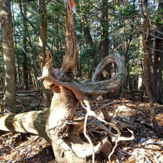 
権現山 山頂にて
疲れてきたのでしょうか  
龍に 見えました 🐉
先程まで 神社に いたからでしょうか  ꉂ🤣𐤔

