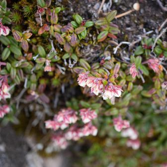 コメツガちゃん、かわいい
米葉栂桜（コメバツガザクラ）