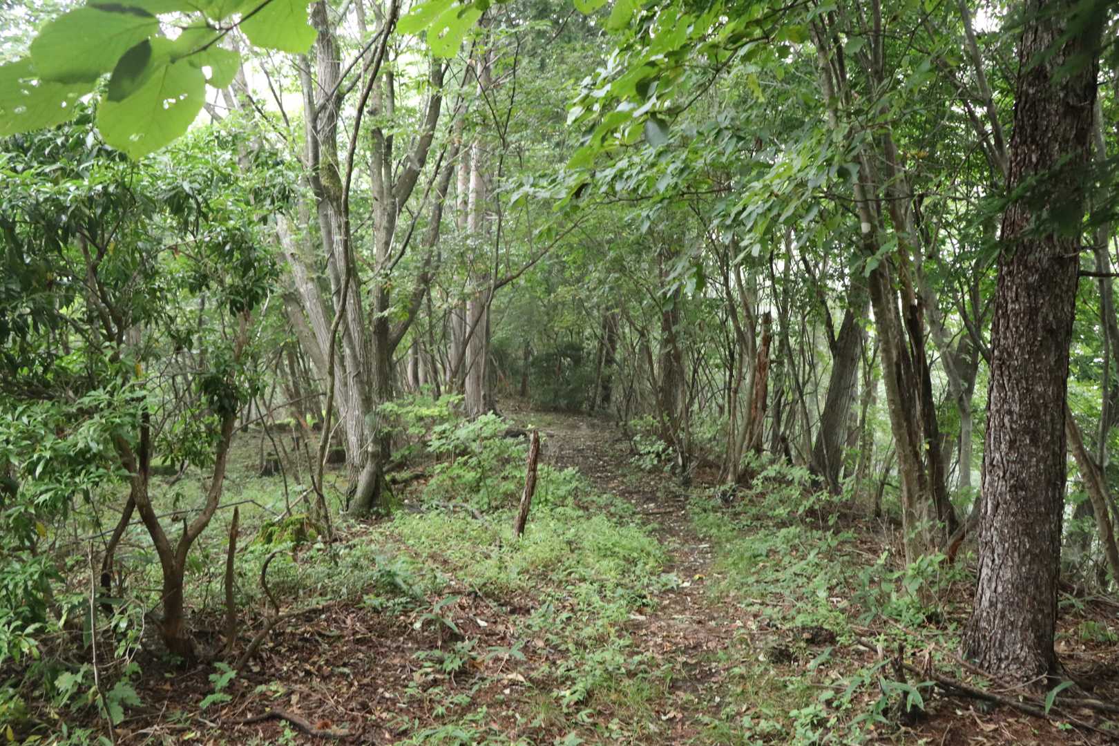 イメージしてたより明るくて歩き易い登山道。まぁまぁアップダウンは有るけどね。