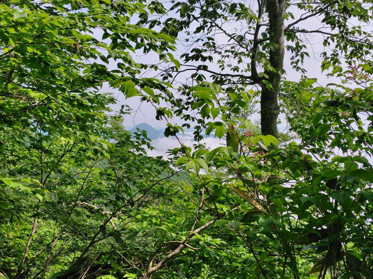 この辺りで少しづつ展望が望めるように…
振り返って、仙台神室山？が見えました👀