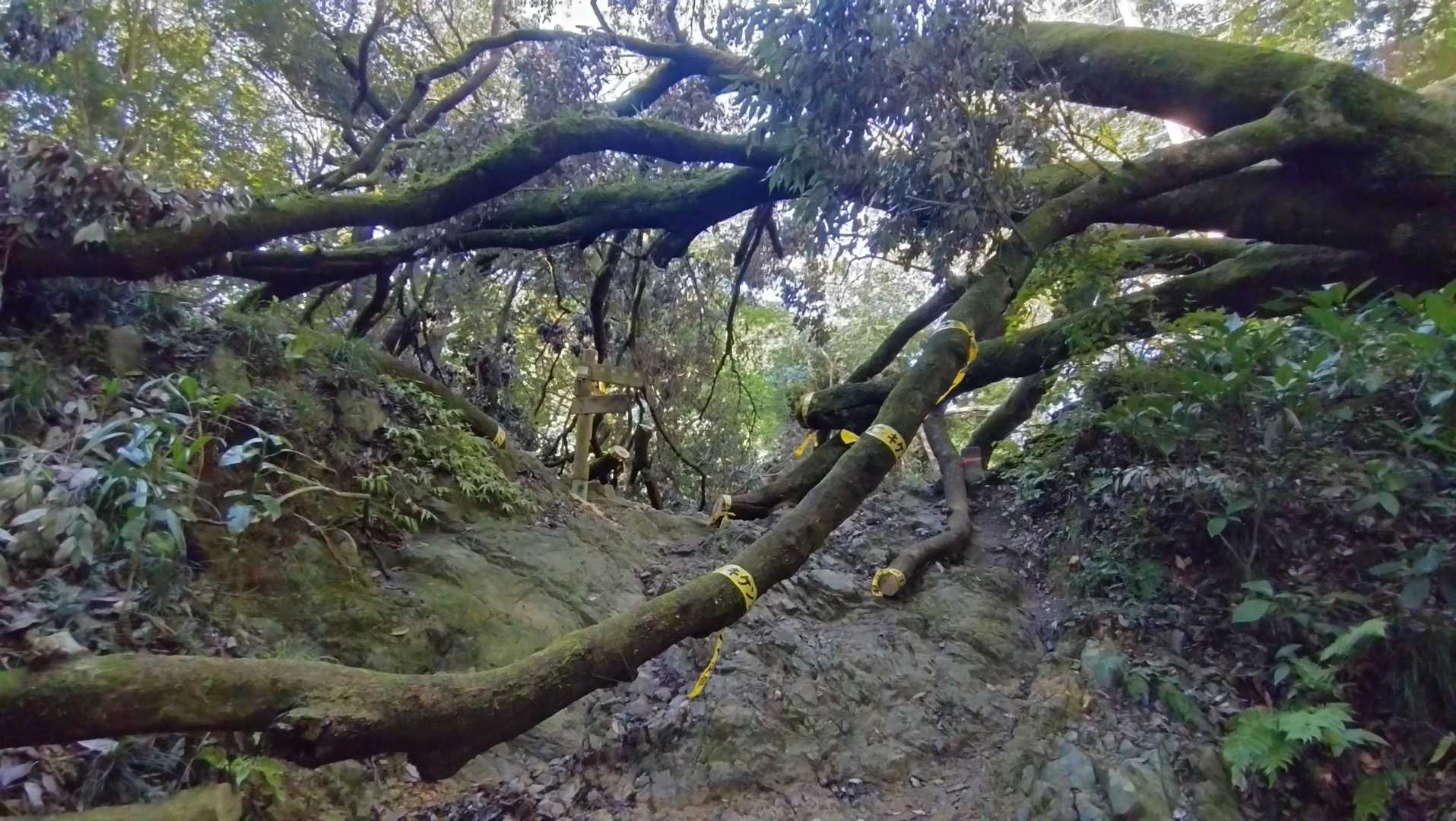 登山口側から