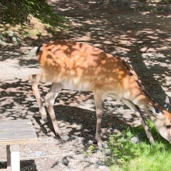 福ちゃん山荘前の広場で朝食をとっていました🍚