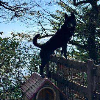 甲斐犬ゴンちゃん