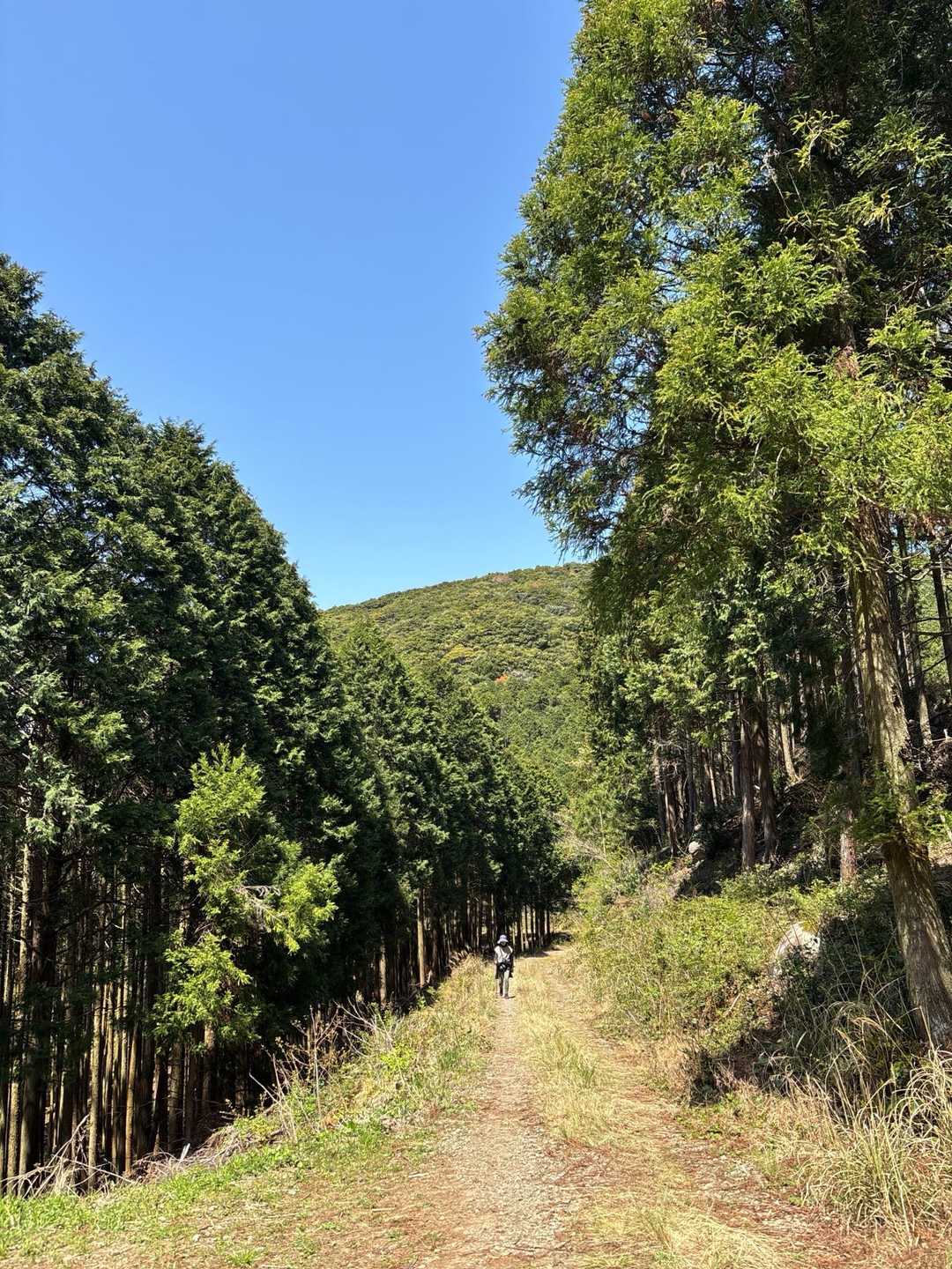 トラバースして往路を戻ります
この後
岩岩ゾーンと十郎岳からの段差と落ち葉🍂が待ってます
妻にはちょっとした修行路になってしまいました😅