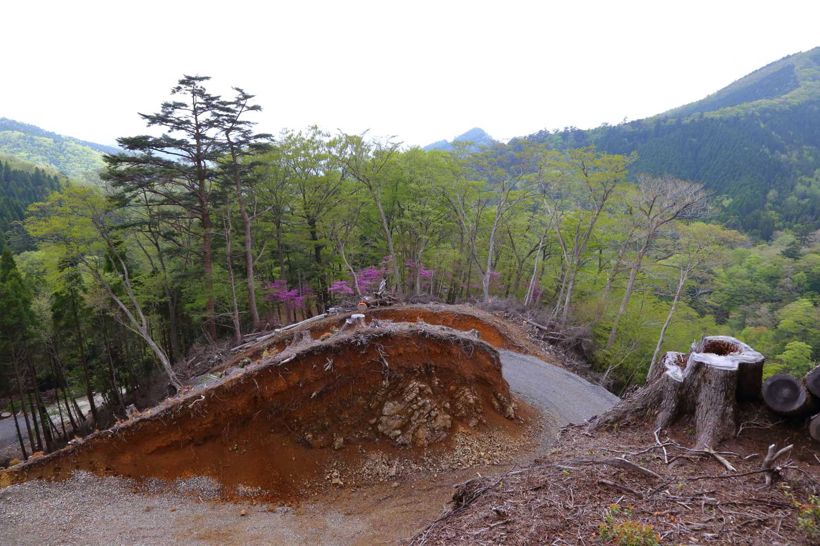 四季見橋登山口-三尖-黒岳-親父山 周回コースの写真