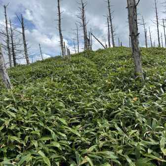 YAMAPの前二ツ山藪漕ぎして行く必要ない…