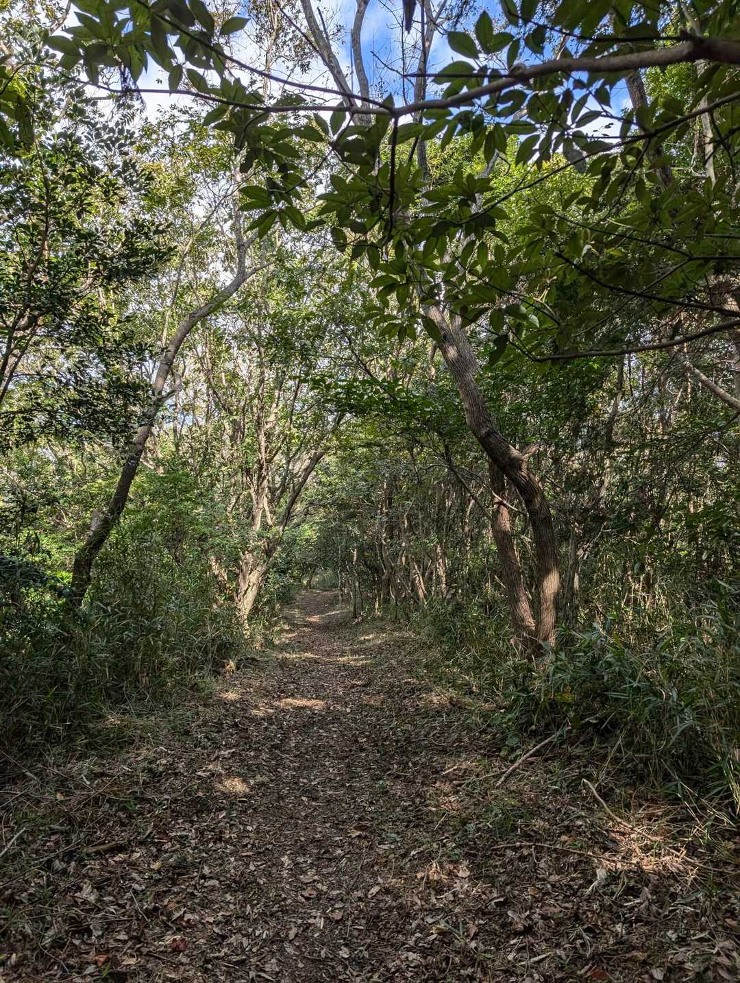 お別れのご挨拶して、一足先にくだります。
とても、気持ちの良い登山道ですよ。