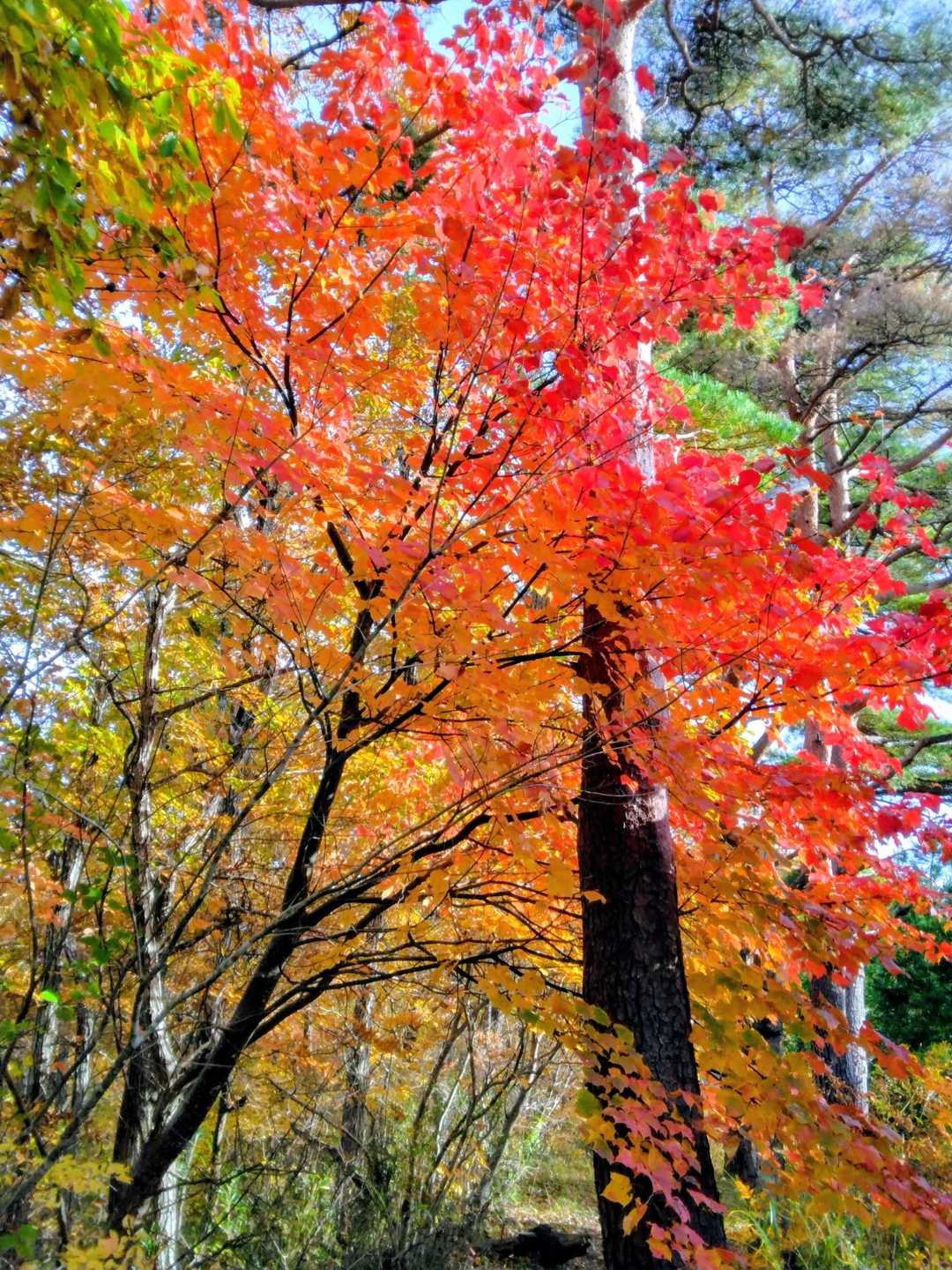下山時も紅葉🍁を楽しむの！　
おつかれ山