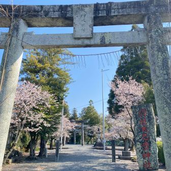 神社の桜も満開🌸🌸