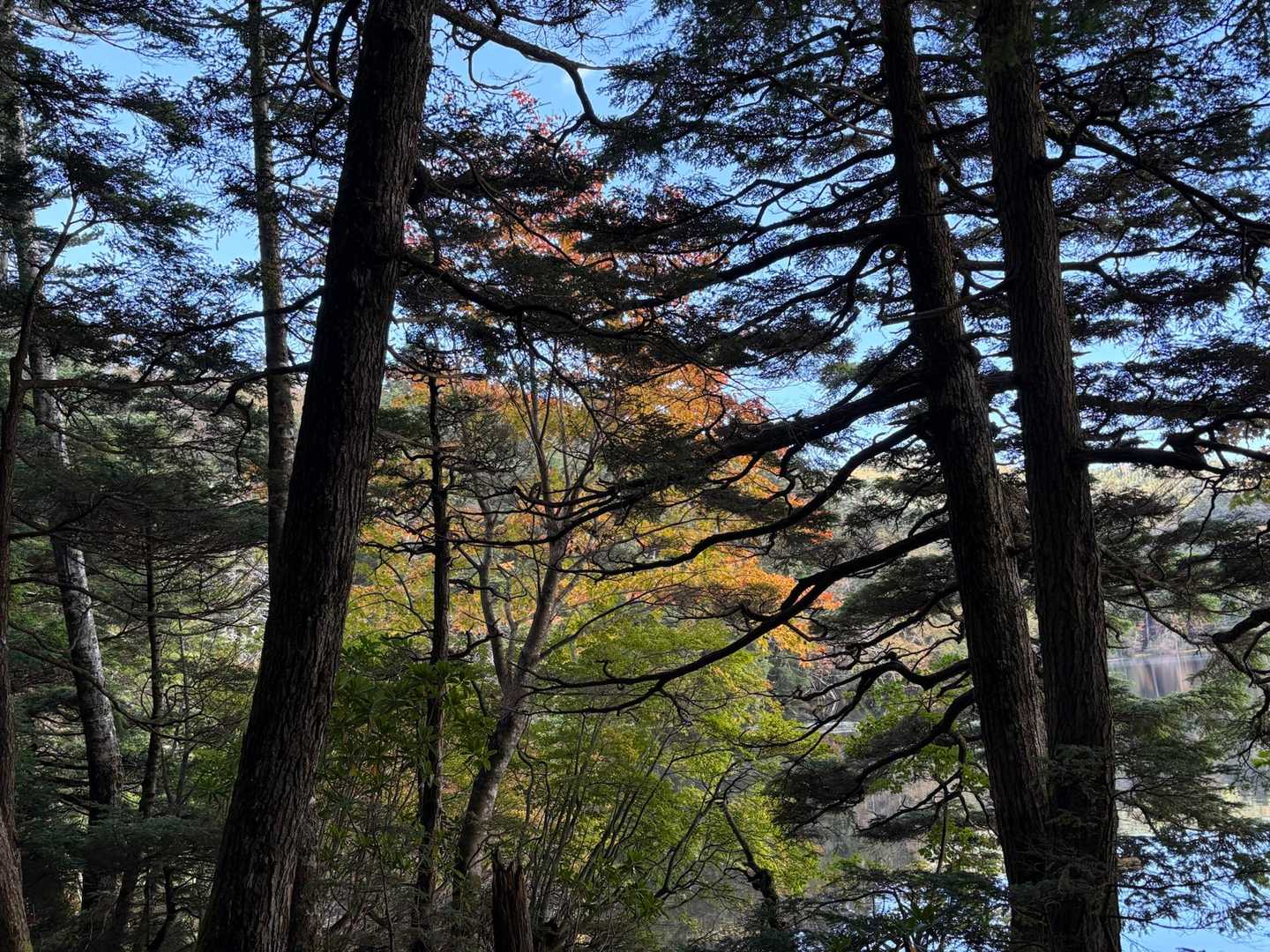 登山道から見る白駒池紅葉🍁