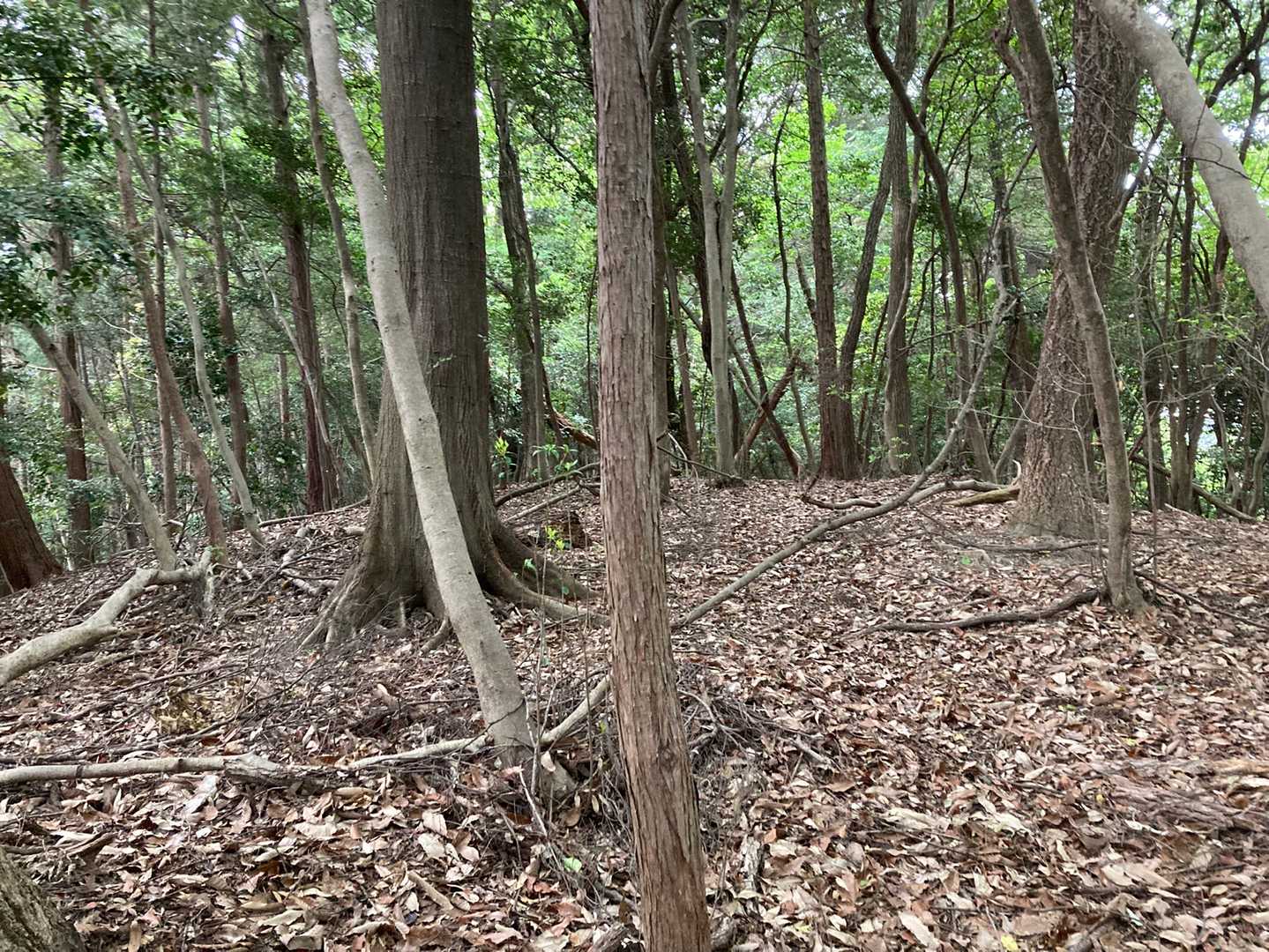 村積山 往復コースの写真