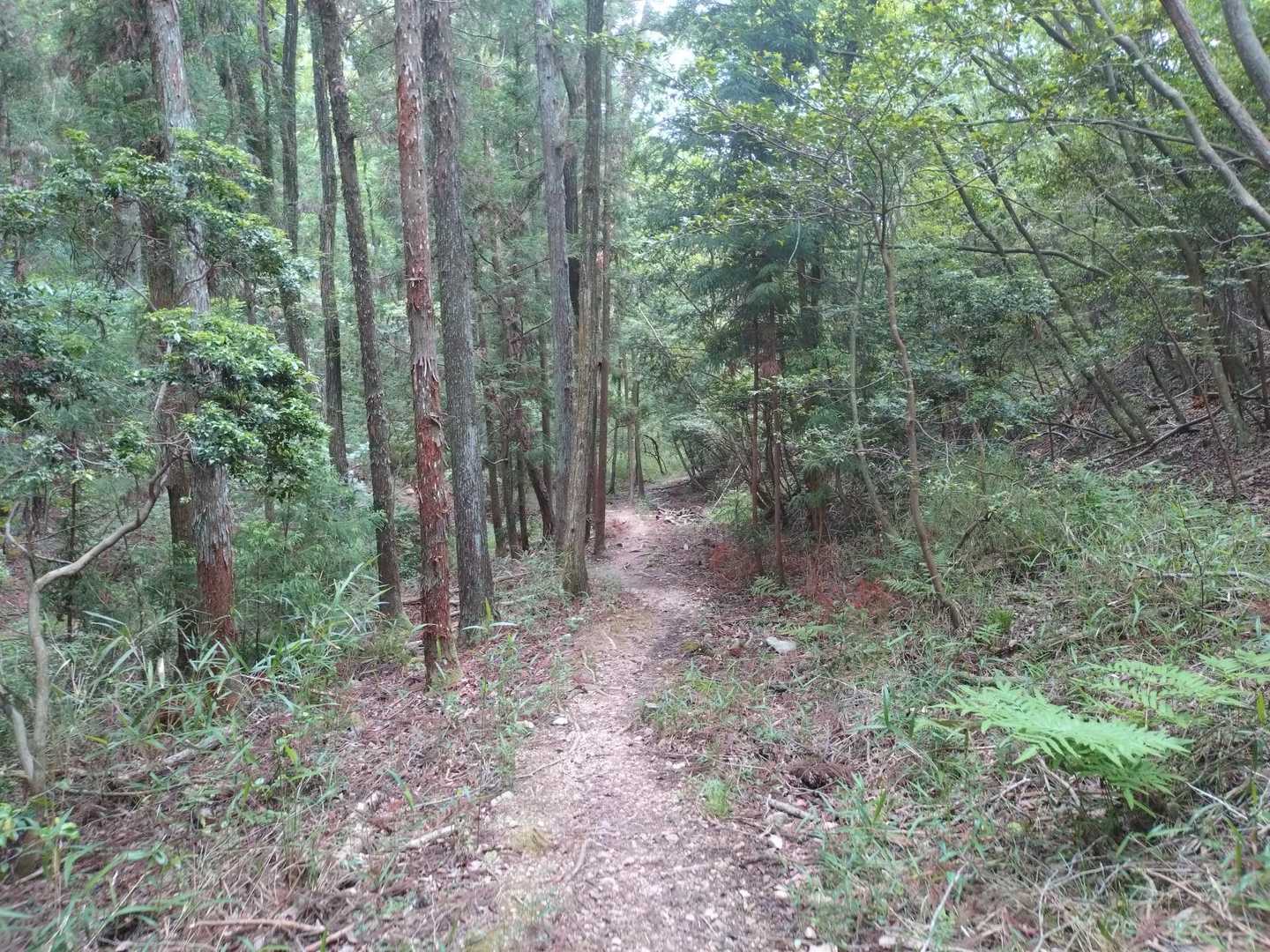 と、このあと石ゴロゴロの道で派手に前から転んで🤸膝、強打しました😩というか、いろいろ…。

なので、ずっとこのあとなが〜い
一本道をトボトボとしょげて歩きました。←休むところもナシ。
