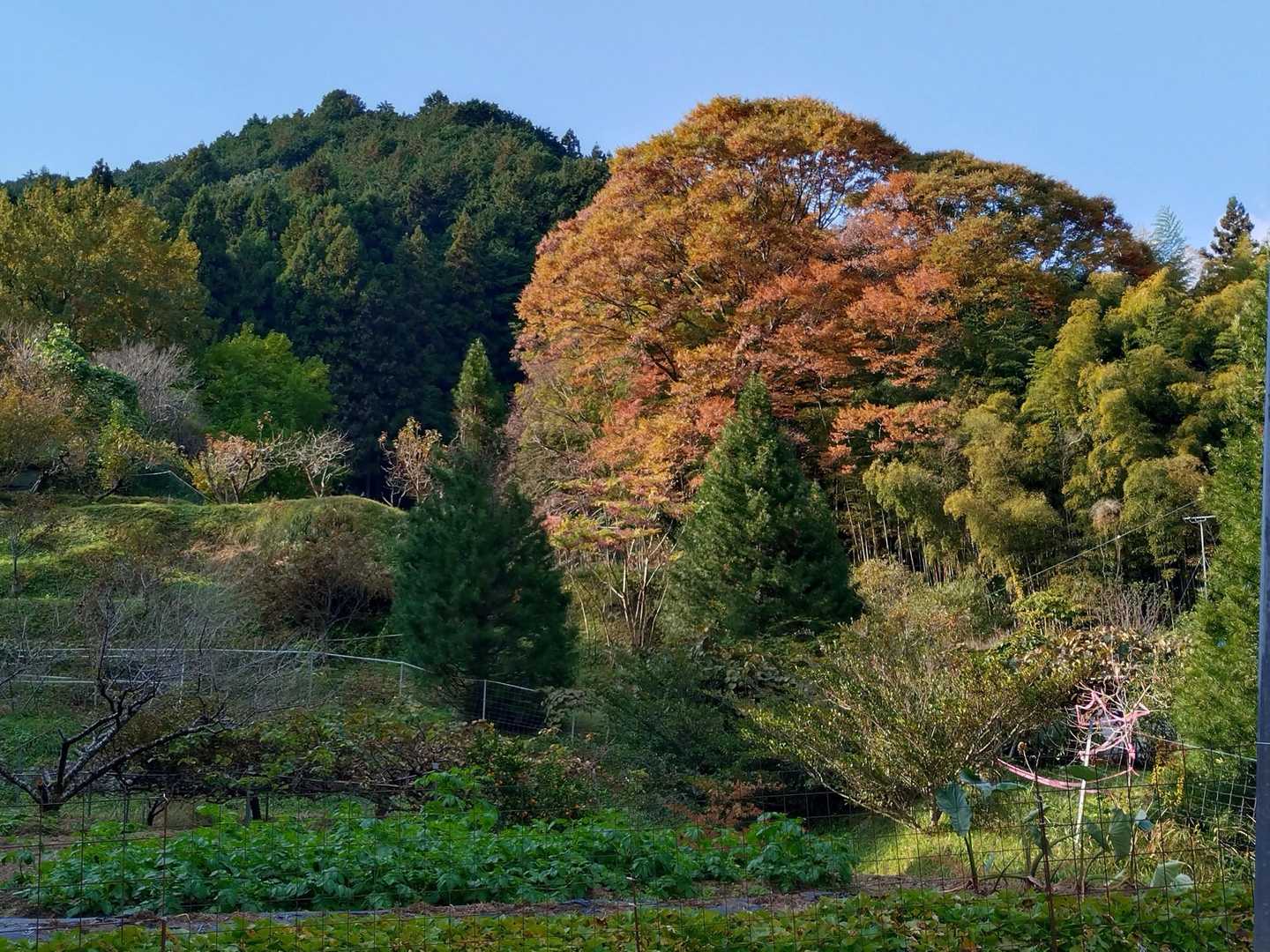 壺阪山駅-高取山-高取城跡入口-高取城登山道入口-壷阪寺前 周回コースの写真