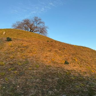 古墳もモルゲン