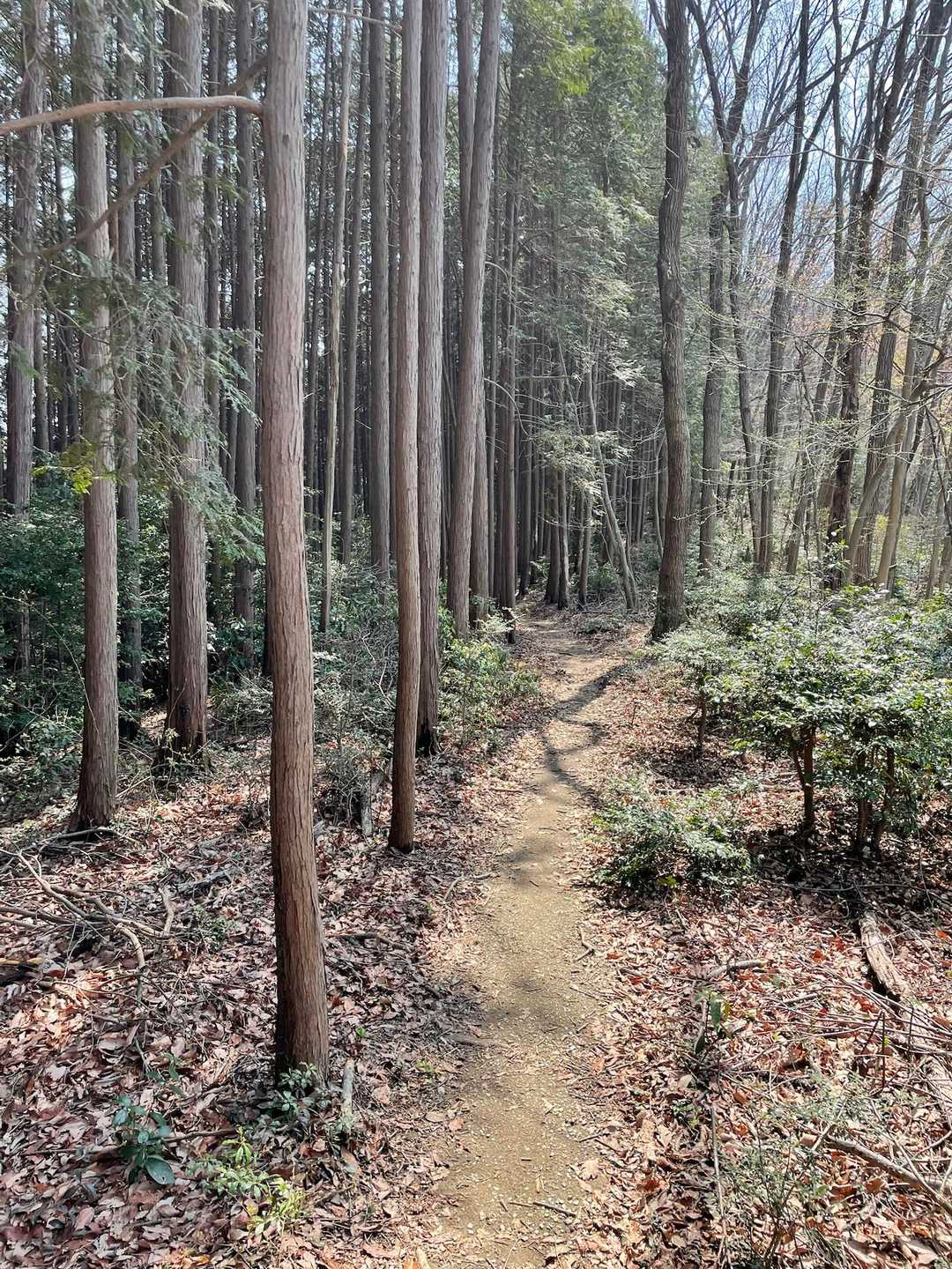 登山道はずっと開けていて、歩きやすいです。