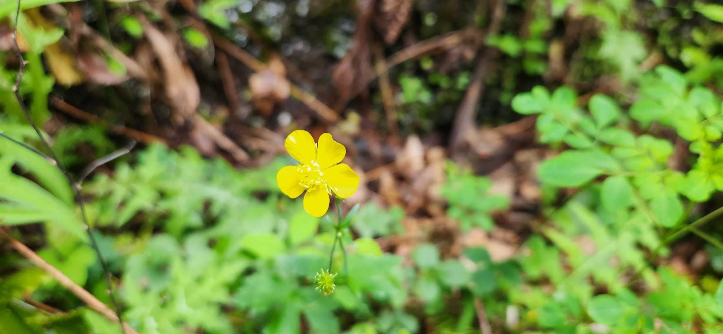 いつも葉、茎を撮り忘れて花名解らず😢