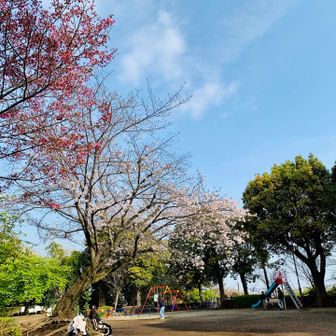 食べた後、本日2度目の伊勢山⛰️