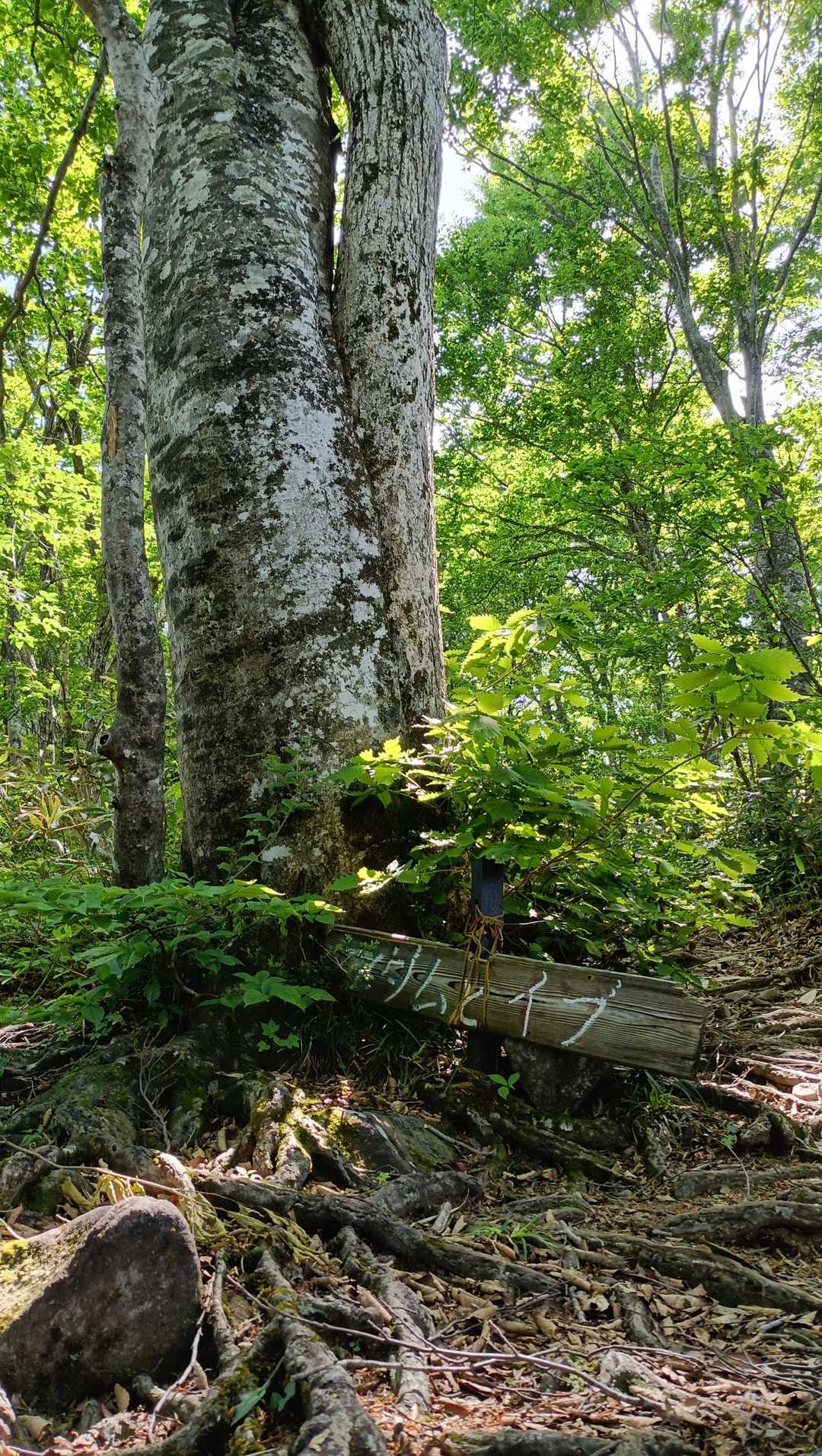 広域林道登山口-保月山-釈氏ヶ岳-中岳 往復コースの写真