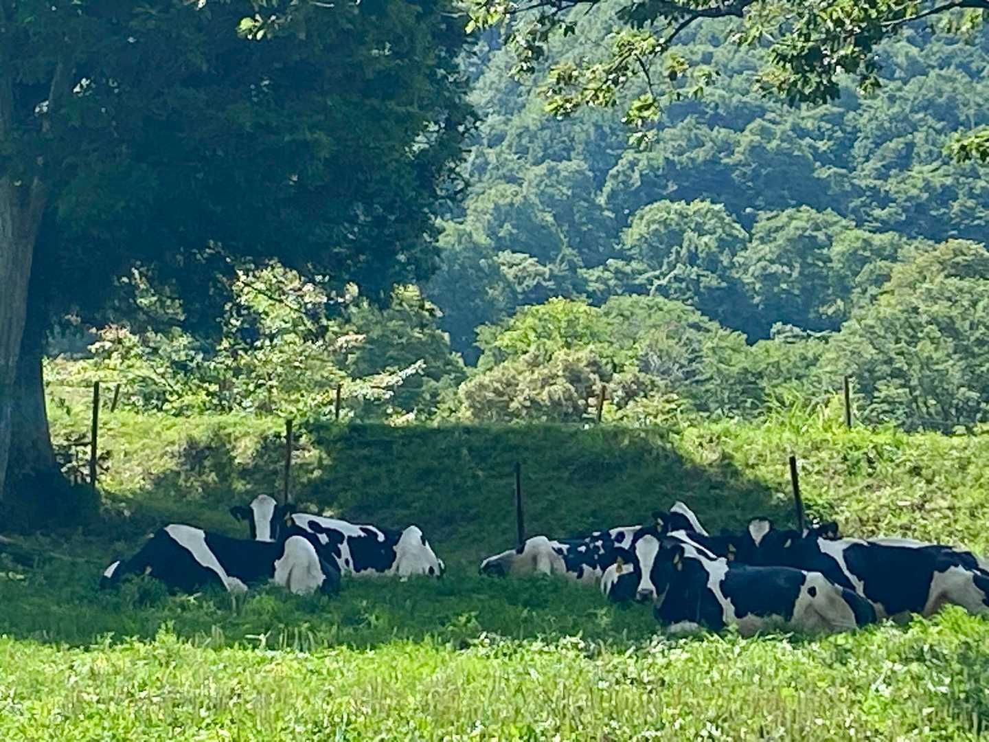 面白いくらいに
日陰に集まってる牛さん🐄🐄🐄🐄🐄

暑いもんね🫠🫠🫠