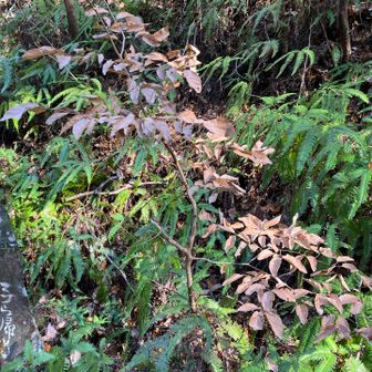 枯れても葉が落ちないヤマコウバシの木。受験に落ちないということで受験生のお守りになってる