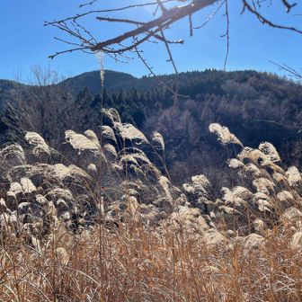 笠山から下ってガードレールのある道を経由してから山道の方に入ると、秋らしい景観を見ました