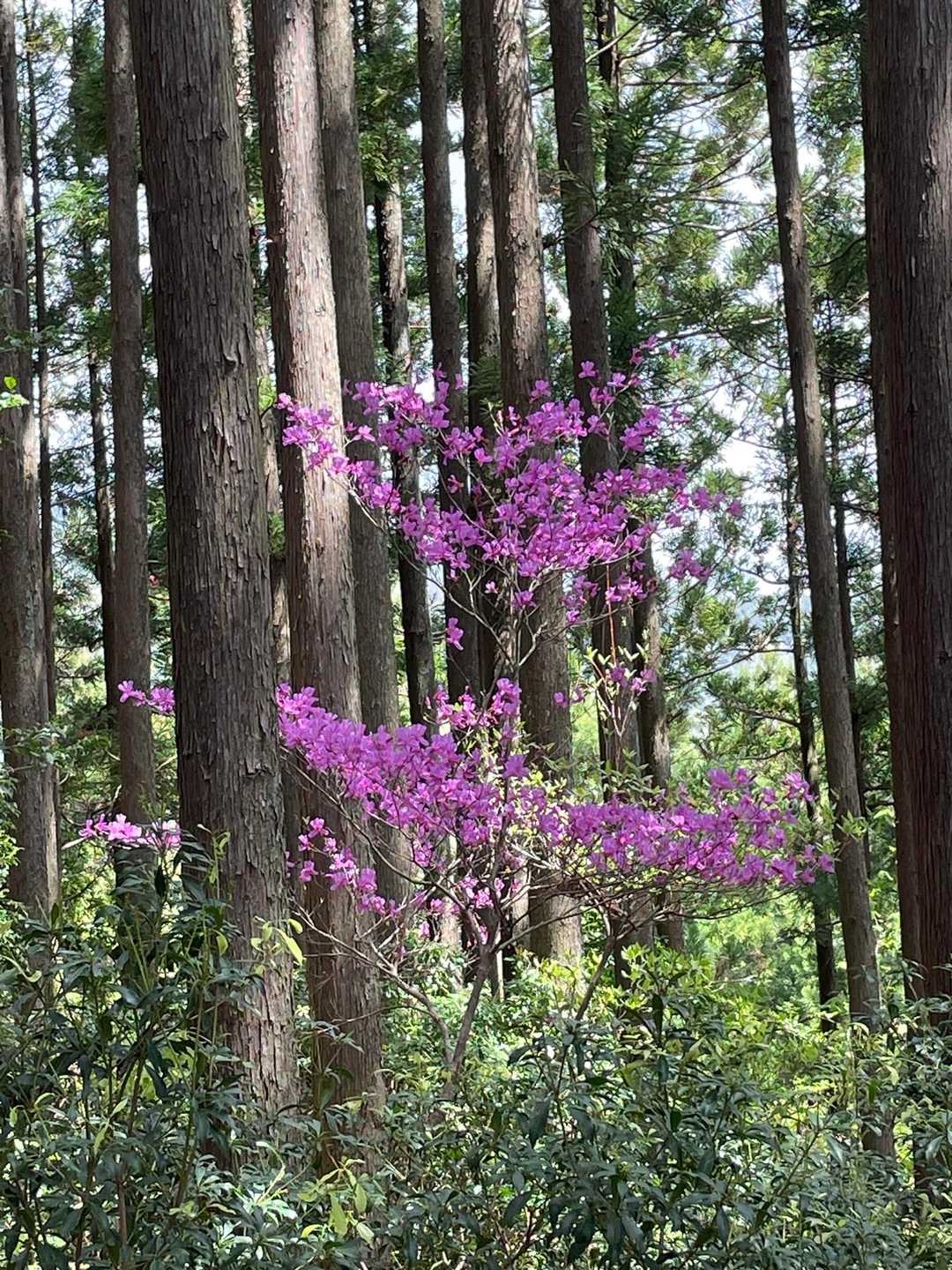 お！これはミツバツツジ