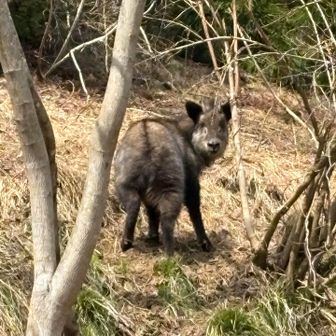 突然飛び出して来たので一瞬クマかと思ったらニホンカモシカ❗️少し距離を置いてずっとこっちを見てる😅　さすが国の天然記念物