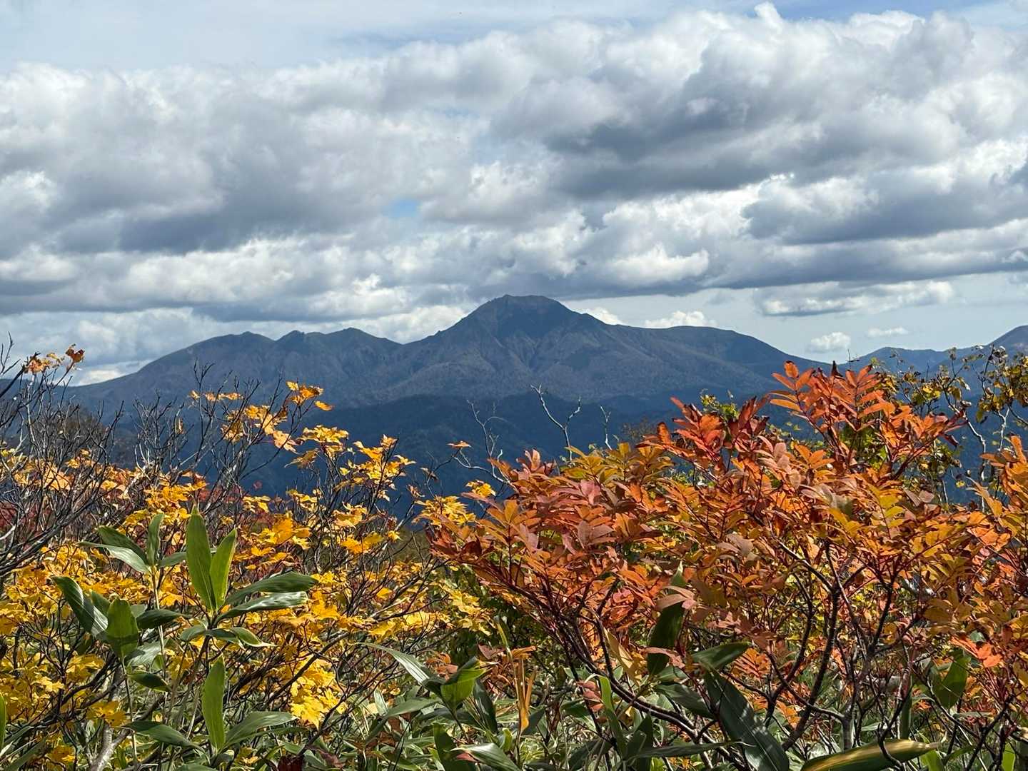 1️⃣紅葉と🍁ニペ
