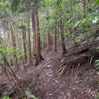 女山から表登山道へ向かうバイパス道
斜面で木の根が多くて歩きにくい💦