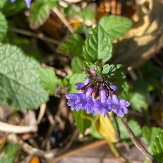 何の花だっけね
