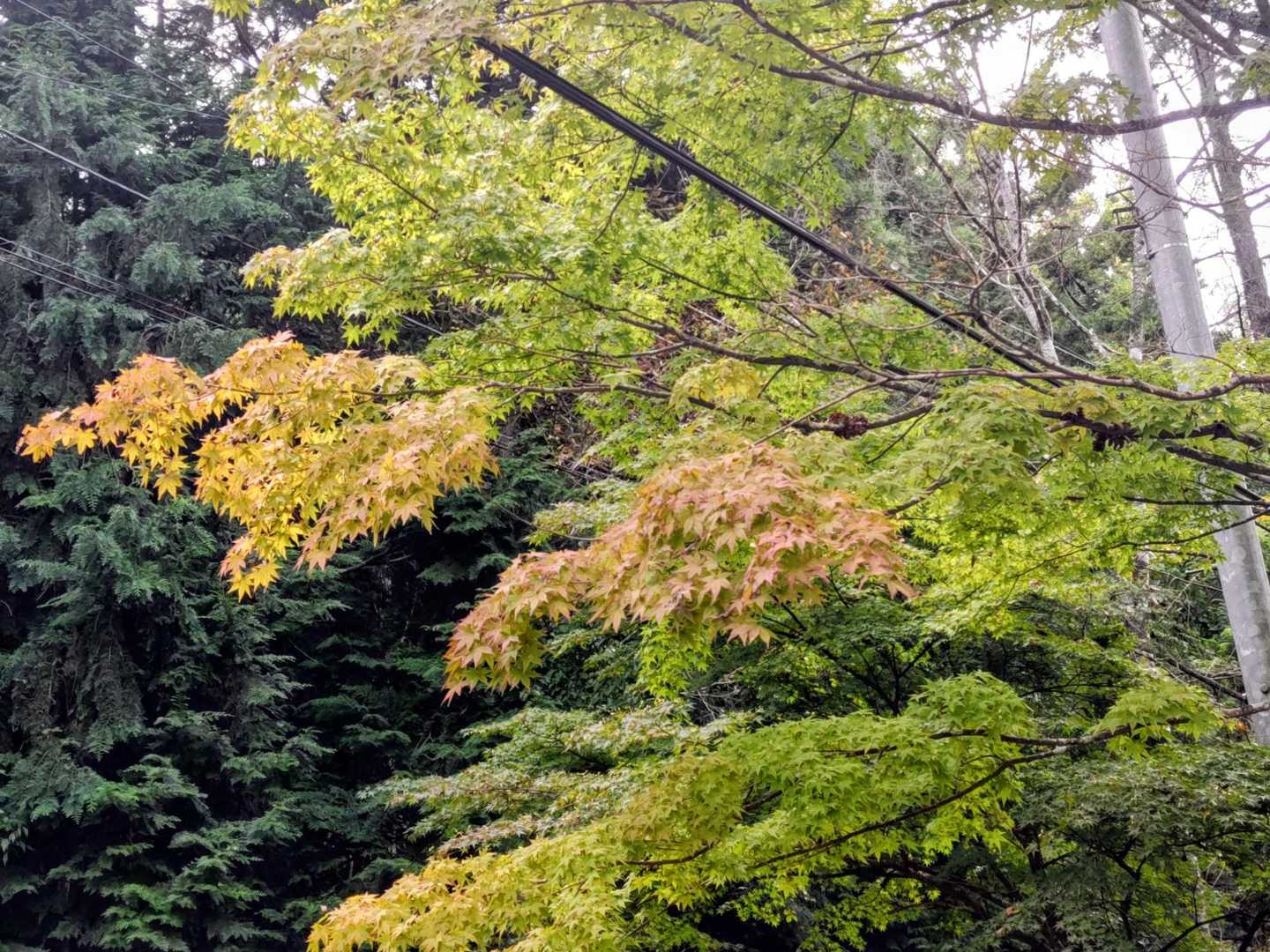 少しずつ紅葉が始まってる🍁