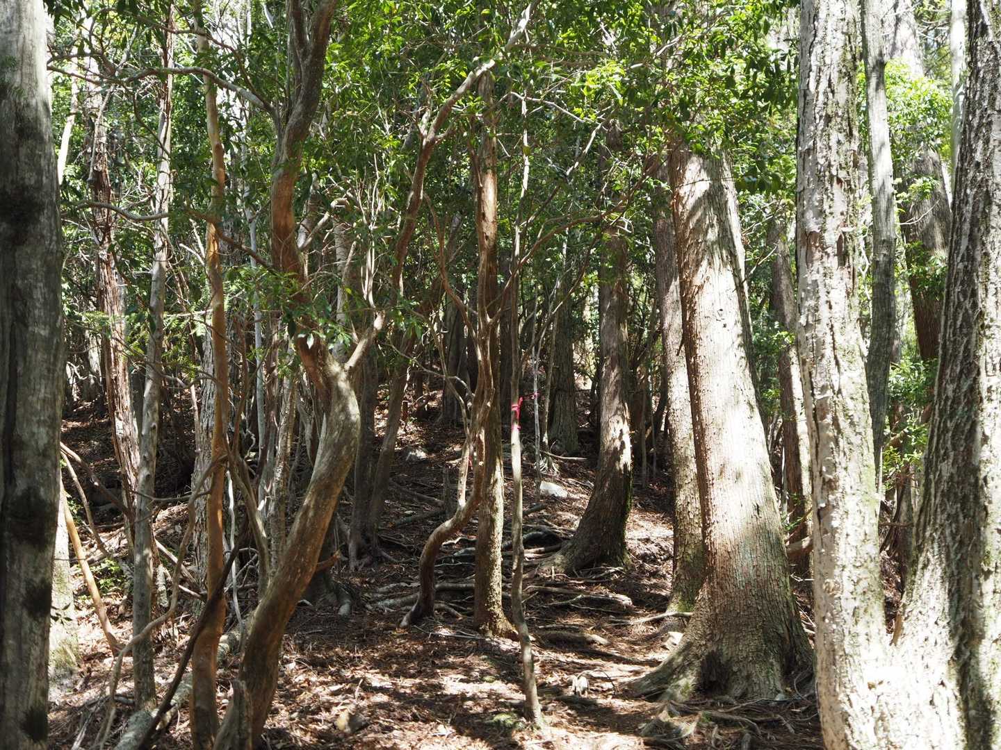 序盤はクセのないもふもふ尾根樹林帯🟢