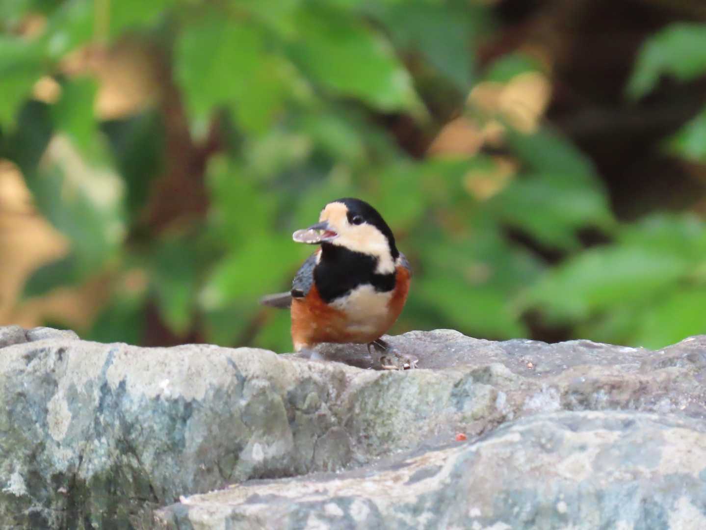 餌場のヤマガラさん
ヒマワリの種をくわえています。
