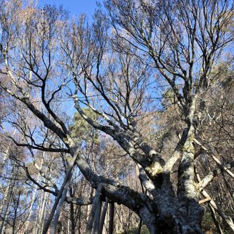 丸尾のブナ
ナカナカ立派な樹です。