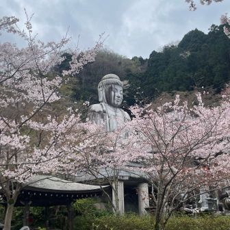大仏と桜🌸1