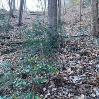 急登
もう疲れてきた
やはり夏頃のコンディションにはないなあ