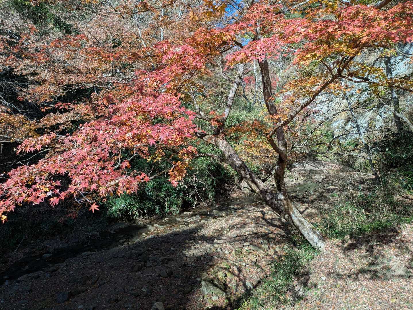 梅ヶ瀬渓谷 散策コースの写真