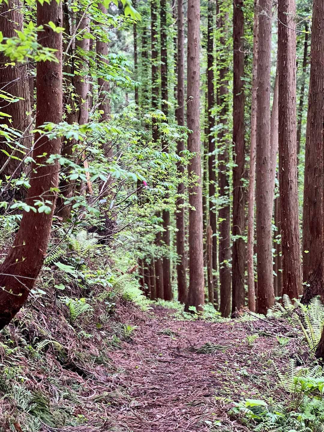 杉の葉が重なり合ってて
ふっかふっか♪
歩きやすい♪

杉綾模様の道をどんどん下る